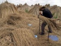Reed Mace