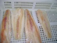 Alaska Pollock
