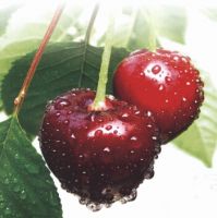 Fruit And Vegetables