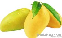 Pakistani Fresh mango