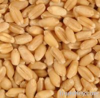 Wheat