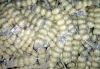 Pure White Garlic
