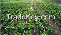 Drip Irrigation  Tape