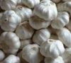 white garlic