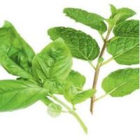 Basil