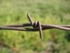 Barbed wire