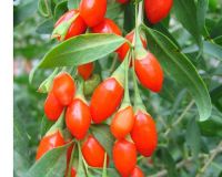 Herb seeds - Goji, Barbary Wolfberry, Matrimonyvine, Matrimony Vine, Box-thorn, Chinese Box Thorn, Chinese Matrimony Vine, Duke of Argyll&Atilde;&cent;&iuml;&iquest;&frac12;&iuml;&iquest;&frac12;s Teaplant, Wolfberry Fruit - Lycium chinense / Lycium barba