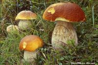 newest boletus edulis at wholesale