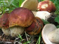 fresh boletus low price wholesale