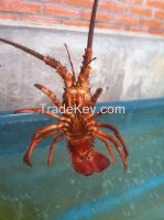 LIVE LOBSTER