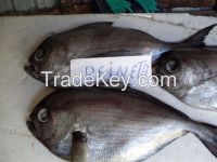Pomfret