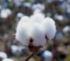 Raw F.P.Cotton Bales