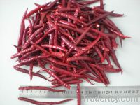 yunnan chilli 2011 new crop