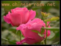 Rose Plants