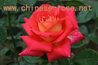 https://cn.tradekey.com/product_view/Bare-Root-Roses-1112263.html