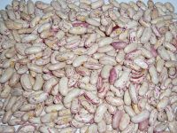 light speckled kidney bean