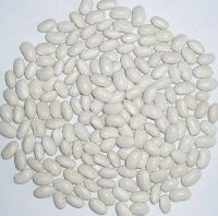 white kidney bean