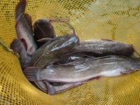 Keli Cat Fish