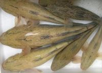 Marble Goby, Soon Hock