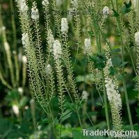 Black Cohosh P.E.