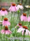 Echinacea Herb P.E