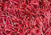 Reg ; Hot Dry Red Chillies in Bulk Supply at from Chennai India - rja S17, 2. Sannam 334 / S4 / S10, 3. Byadgi, 4. Endo 5, 5 Wrinkled 273, 6. Guntur Red Chilli, 7. Kashmiri Chilli, 8. DD Chilli, 9. Mahi Red Chilli,