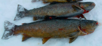 Smoked Norwegian salmon & trout 