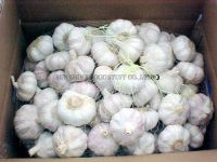 Fresh Garlic