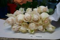 Fresh Cut Flowers