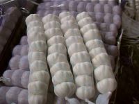 Chinese Fresh Garlic