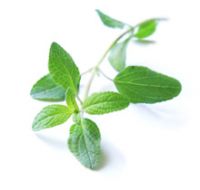 Fresh Mint