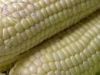 Maize | Maize Exporter | Corn Grain Seller
