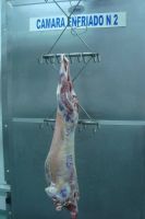 Lamb carcass