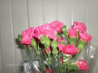 CARNATION, SPRAY CARNATION
