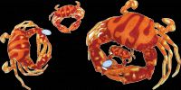 plush toys--crab; advertising promotional gift