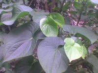Kava (Piper-Methysticum