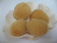 Silk Sea Sponge