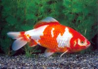 Live Pond Fish