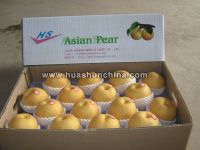 asian  pear