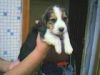 Beagle puppies being sold.