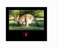 Kangaroo HD Digital Screen, Advertising Player, Advertising LCD