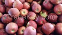 Apples, Pommes, Manzanas Holland Export import Victoria Mondial (Golden Delicious, Red Jonaprince, Jonagold)