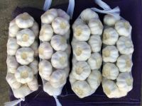 normal fresh garlic