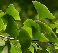 ginkgo  biloba PE