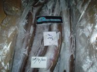 Frozen Conger EEL