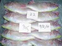 Japanese Threadfin Bream