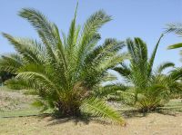 PALM Phoenix Canariensis