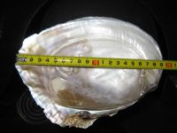 River Shell