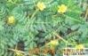 Tribulus terrestris *****