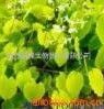 Epimedium Extract